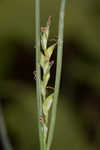 Radford's sedge